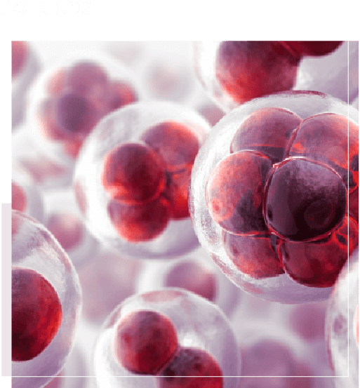 ヒト幹細胞